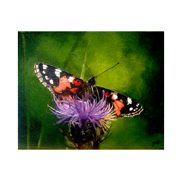 Vlinder
